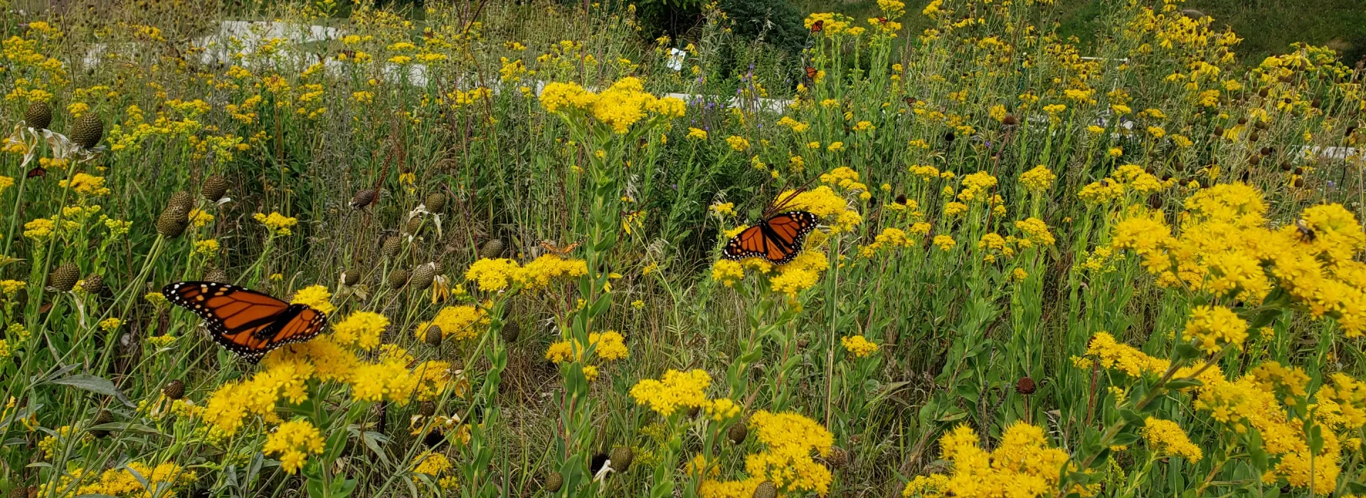 View of flowers in the prairie garden