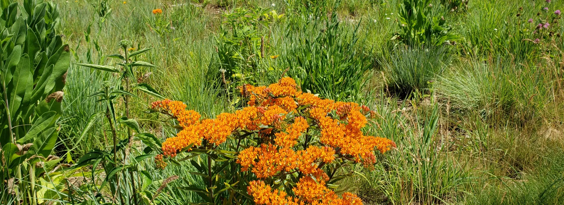 View of flowers in the prairie garden