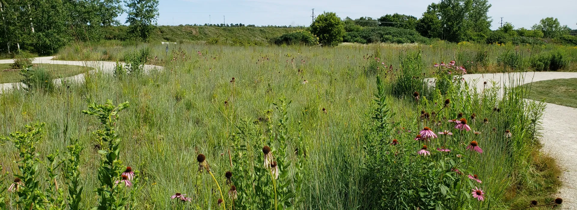 View of flowers in the prairie garden